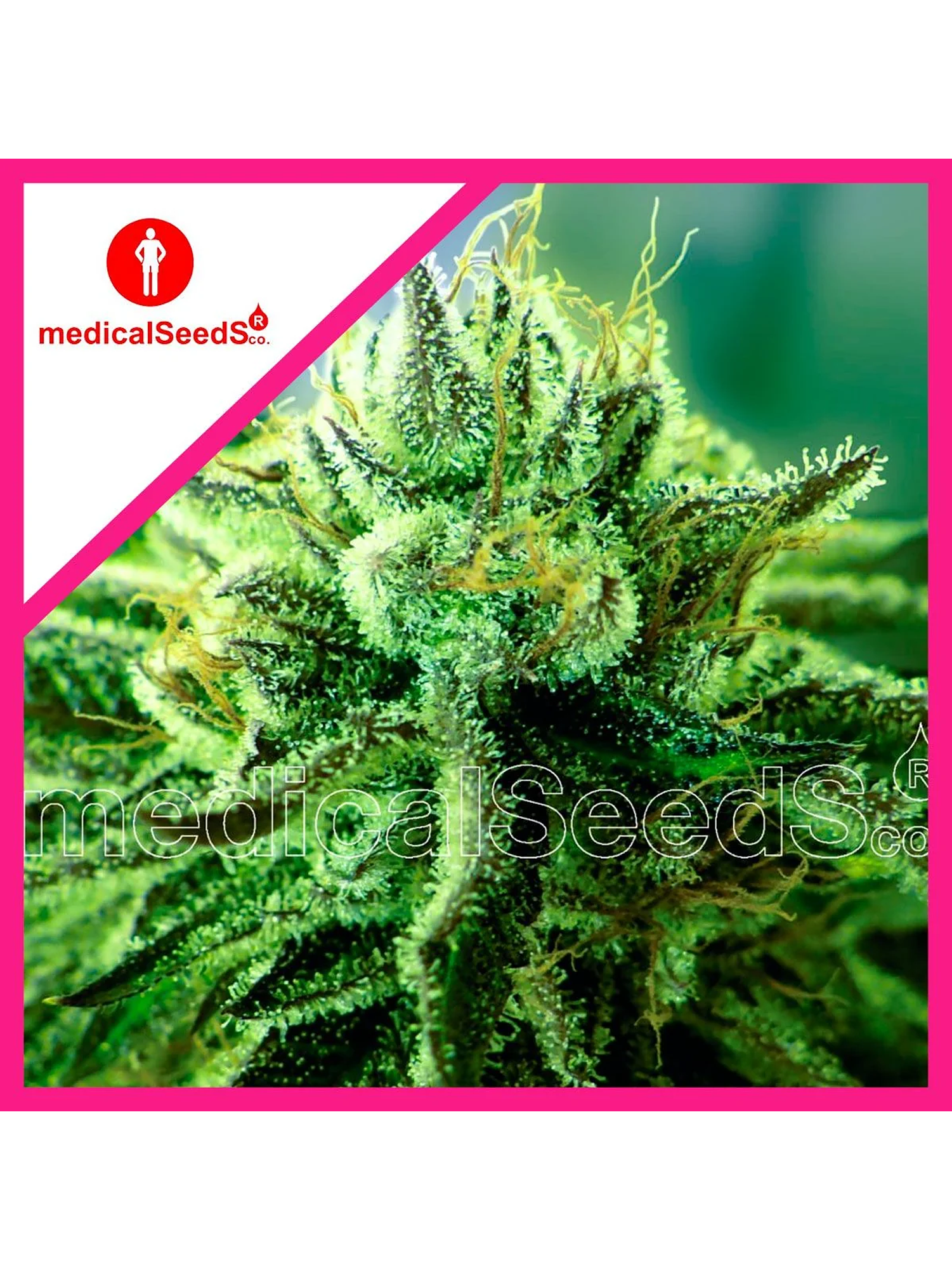 Canadian Kush 2.0 Fem X3+2-Medical Seeds 1