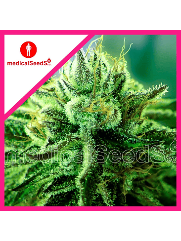 CANADIAN KUSH 2.0 FEM X3+2-MEDICAL SEEDS 1