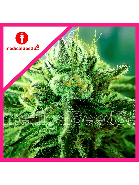 CANADIAN KUSH 2.0 FEM X3+2-MEDICAL SEEDS 1