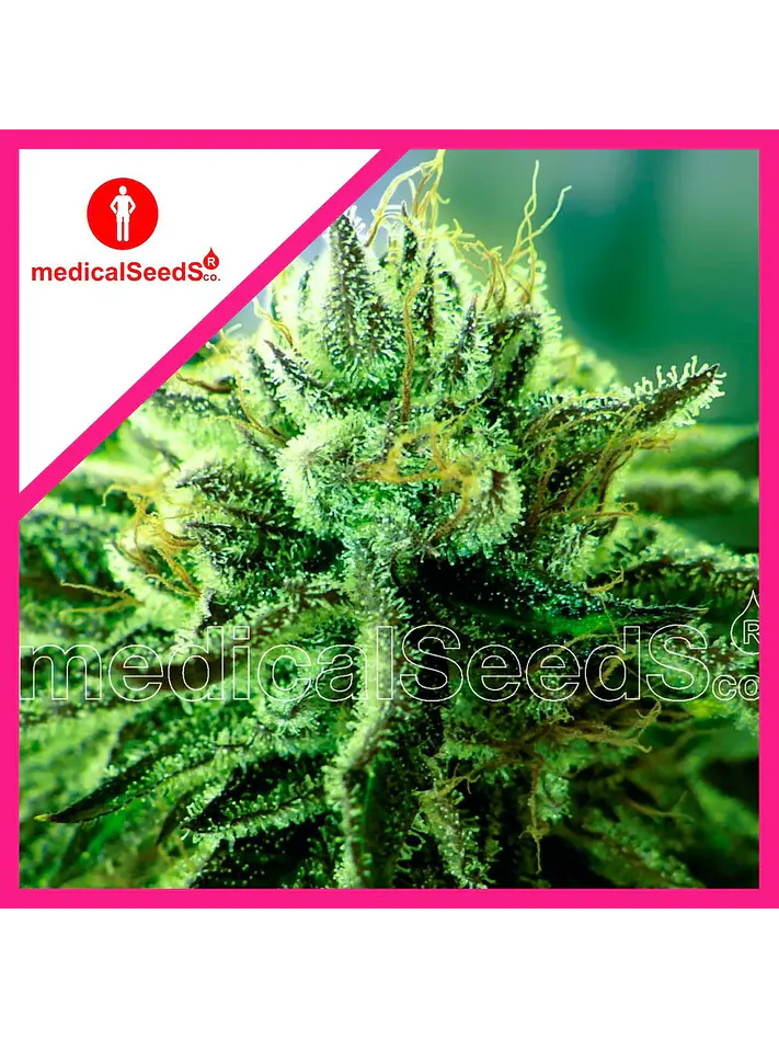 Canadian Kush 2.0 Fem X3+2-Medical Seeds 1