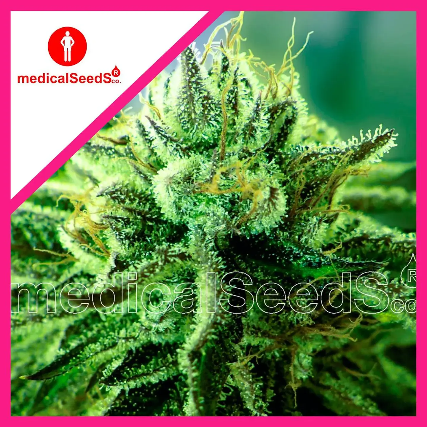 Canadian Kush 2.0 Fem X3+2-Medical Seeds 1