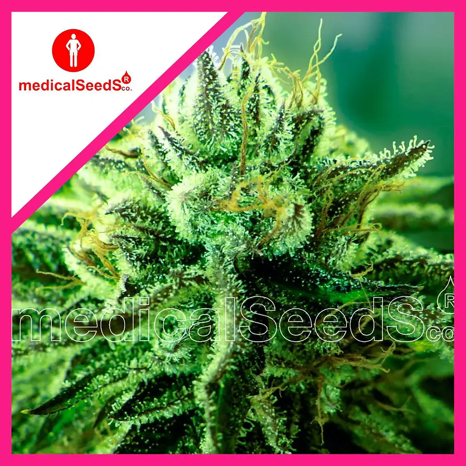 Canadian Kush 2.0 Fem X3+2-Medical Seeds 1