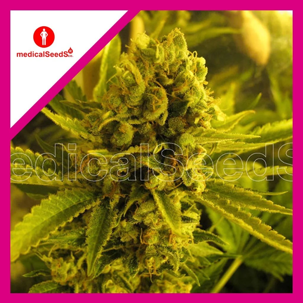 Channel +  Fem X3+2-Medical Seeds 1