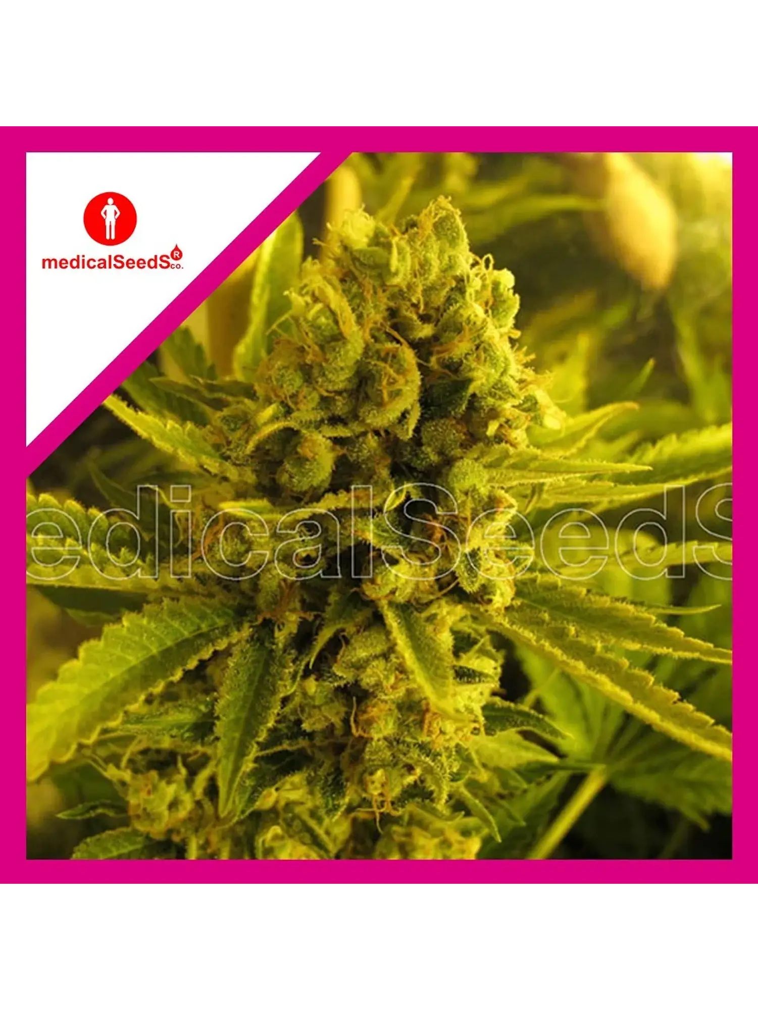 Channel +  Fem X3+2-Medical Seeds 1