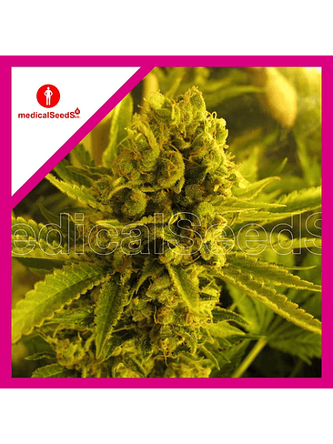 CHANNEL +  FEM X3+2-MEDICAL SEEDS 1