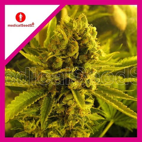 Channel +  Fem X3+2-Medical Seeds