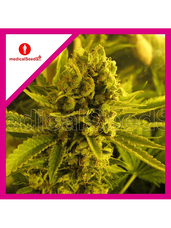 CHANNEL +  FEM X3+2-MEDICAL SEEDS 1