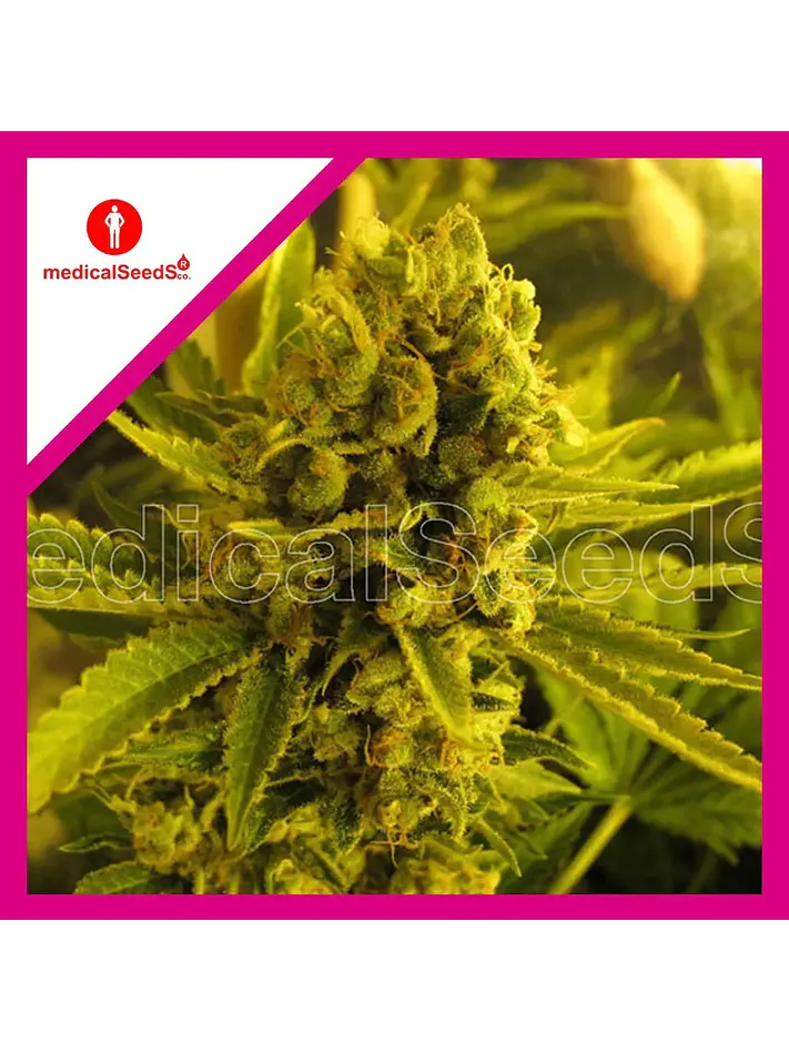 Channel +  Fem X3+2-Medical Seeds 1