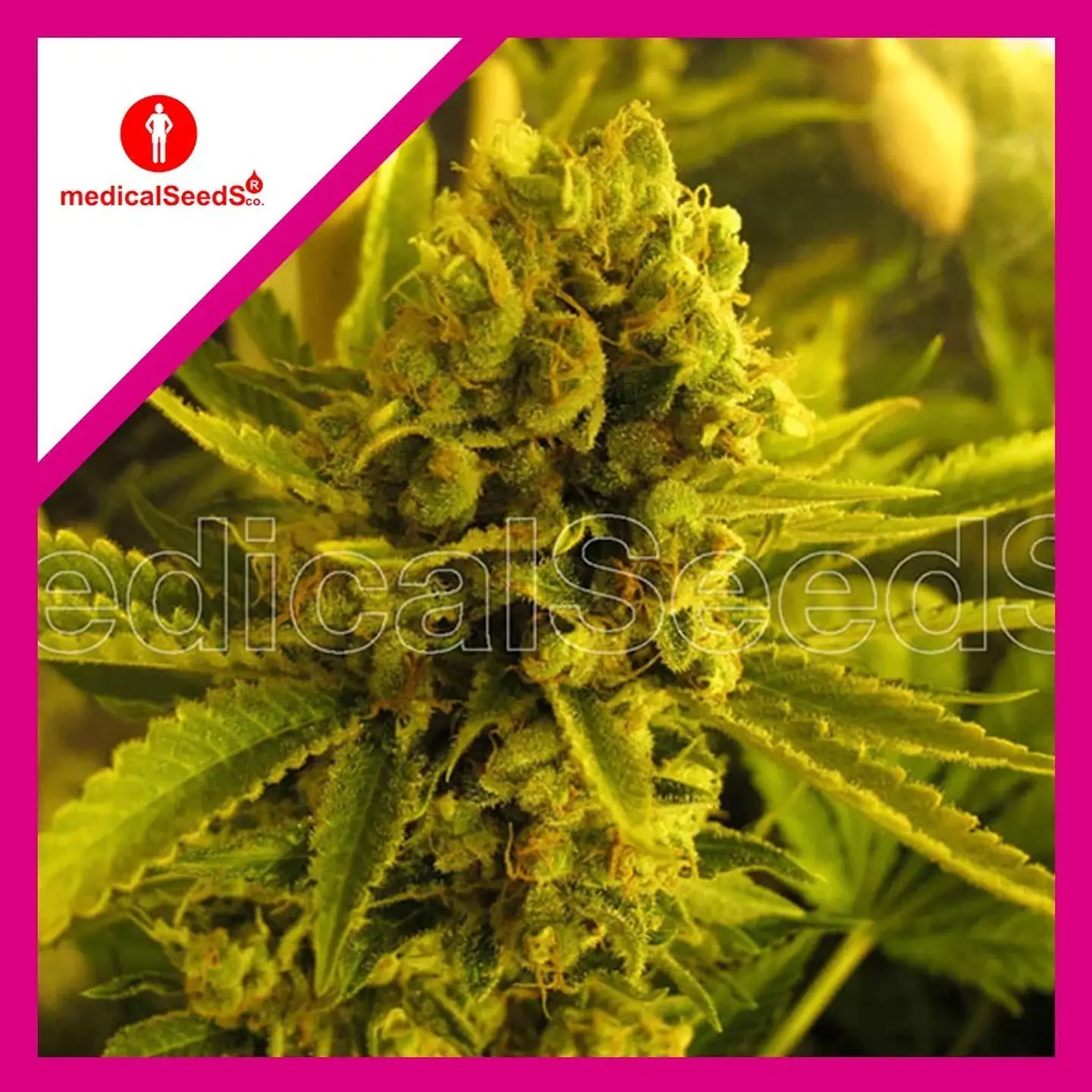 Channel +  Fem X3+2-Medical Seeds 1