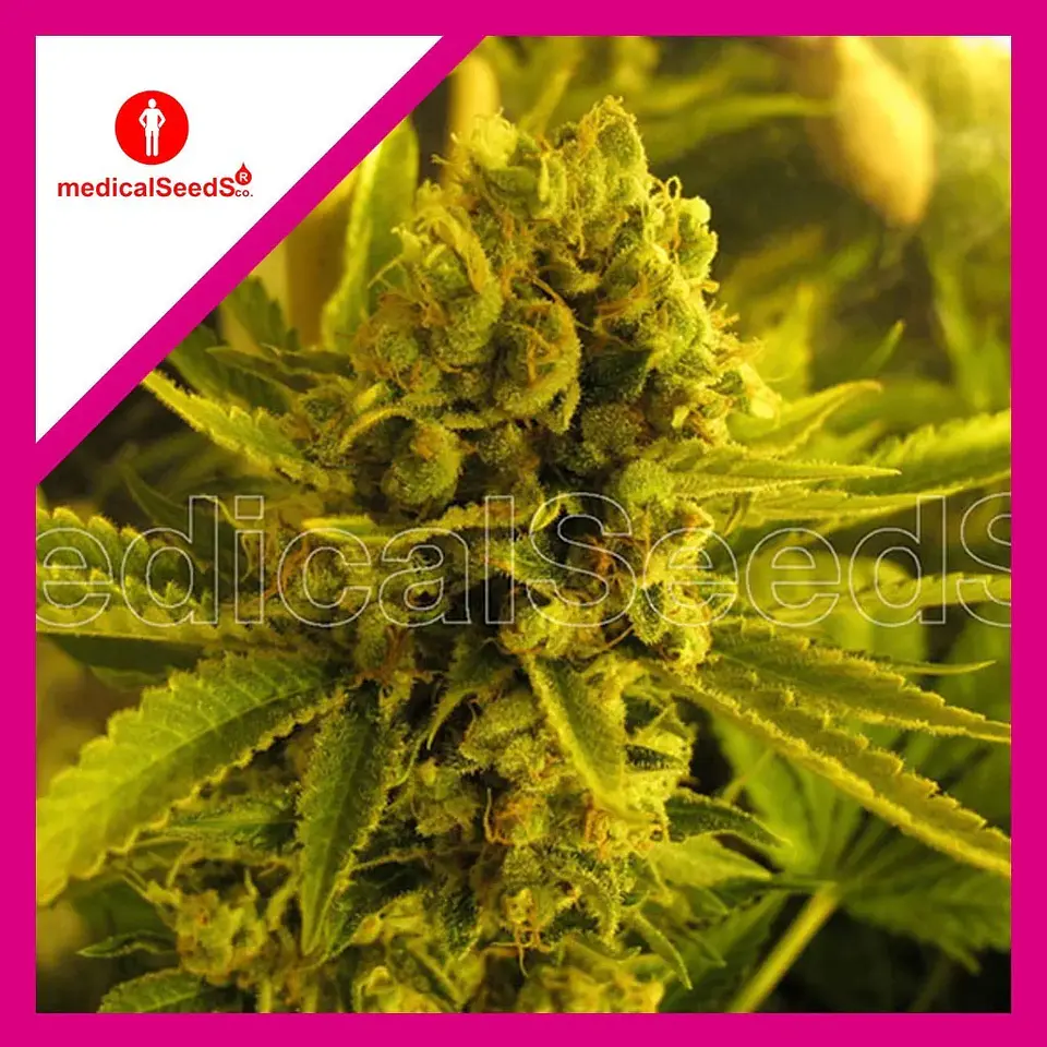 Channel +  Fem X3+2-Medical Seeds 1