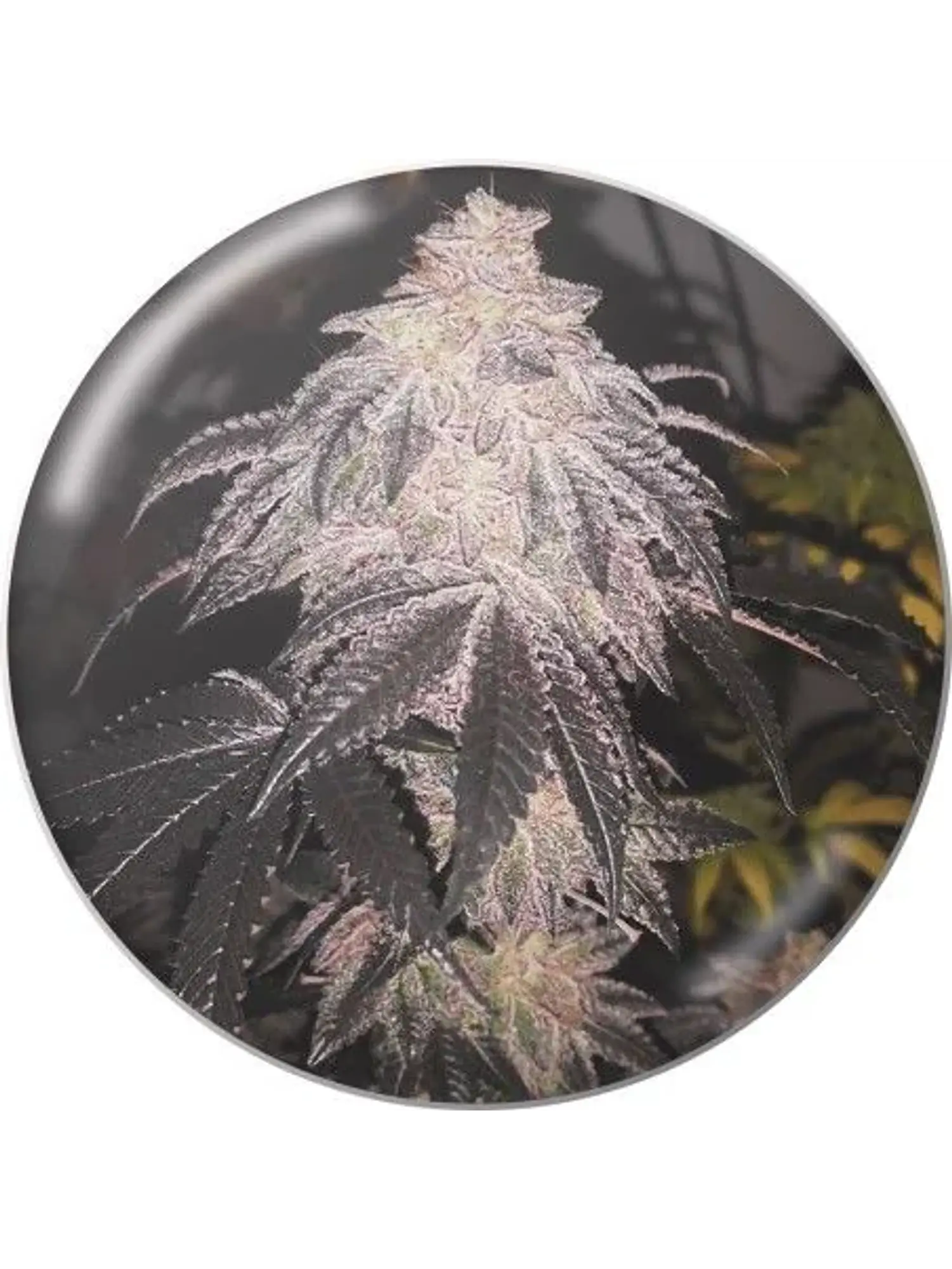 Cookies Sherbet Auto X3+2-Medical Seeds 1