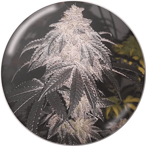 Cookies Sherbet Auto X3+2-Medical Seeds