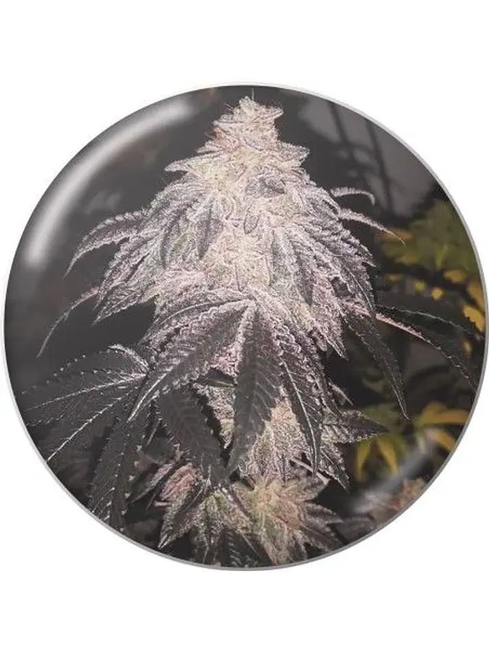Cookies Sherbet Auto X3+2-Medical Seeds 1