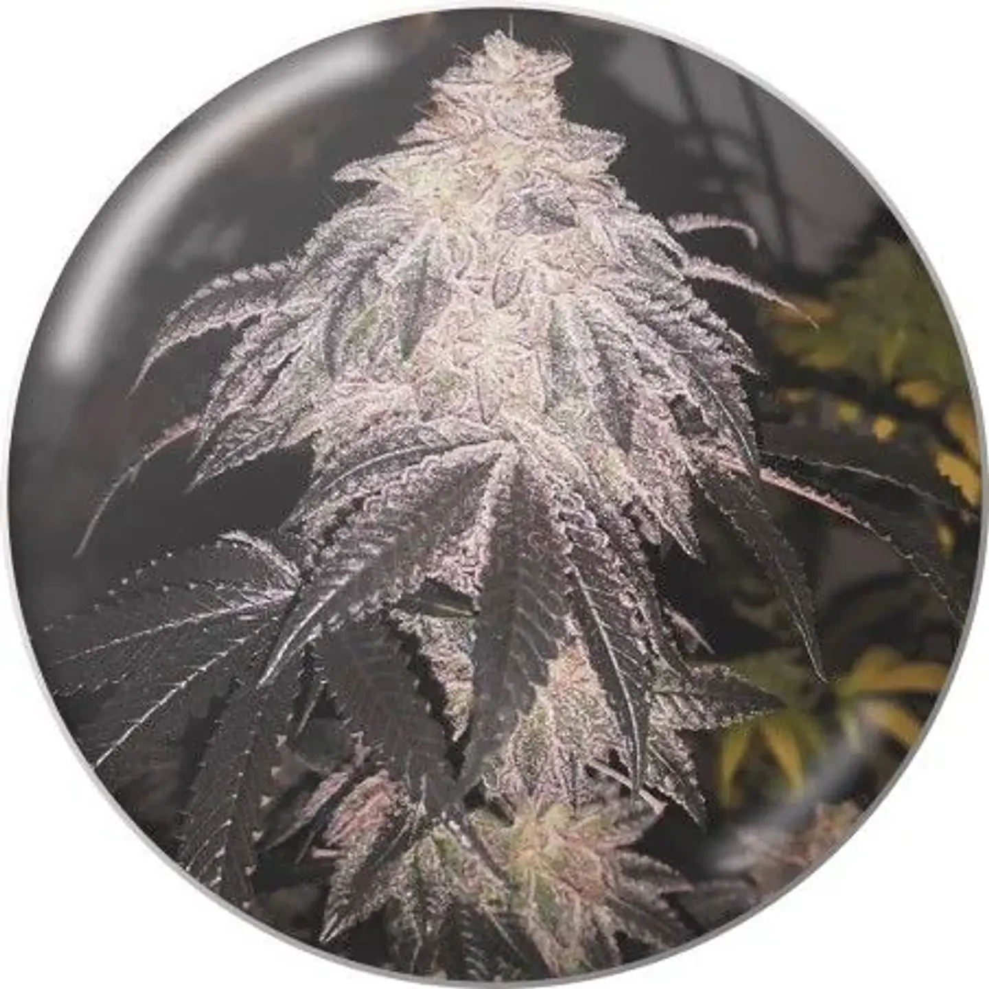Cookies Sherbet Auto X3+2-Medical Seeds 1
