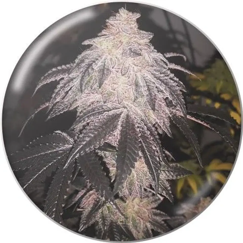 Cookies Sherbet Auto X3+2-Medical Seeds 1