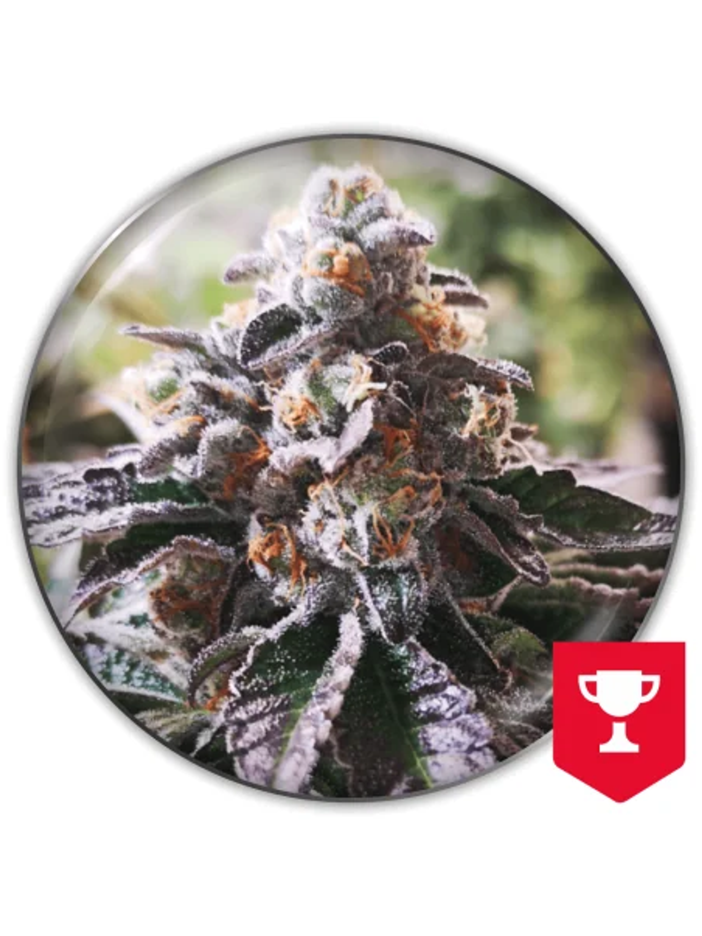 Cookies Purple Punch Fem X3-Medical Seeds 1