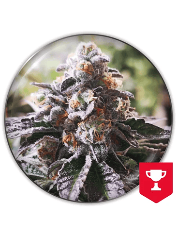 COOKIES PURPLE PUNCH FEM X3-MEDICAL SEEDS 1