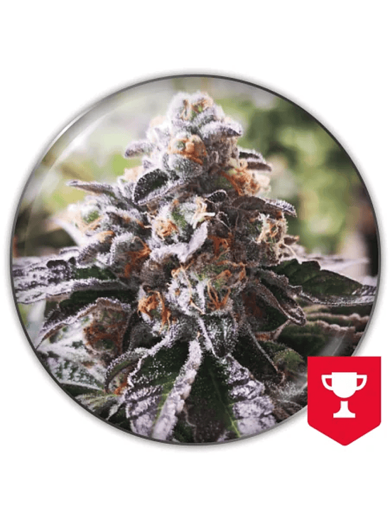 COOKIES PURPLE PUNCH FEM X3-MEDICAL SEEDS 1