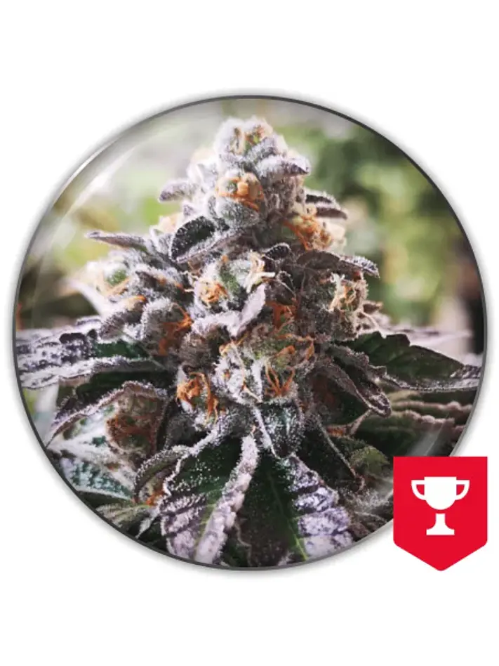 Cookies Purple Punch Fem X3-Medical Seeds 1