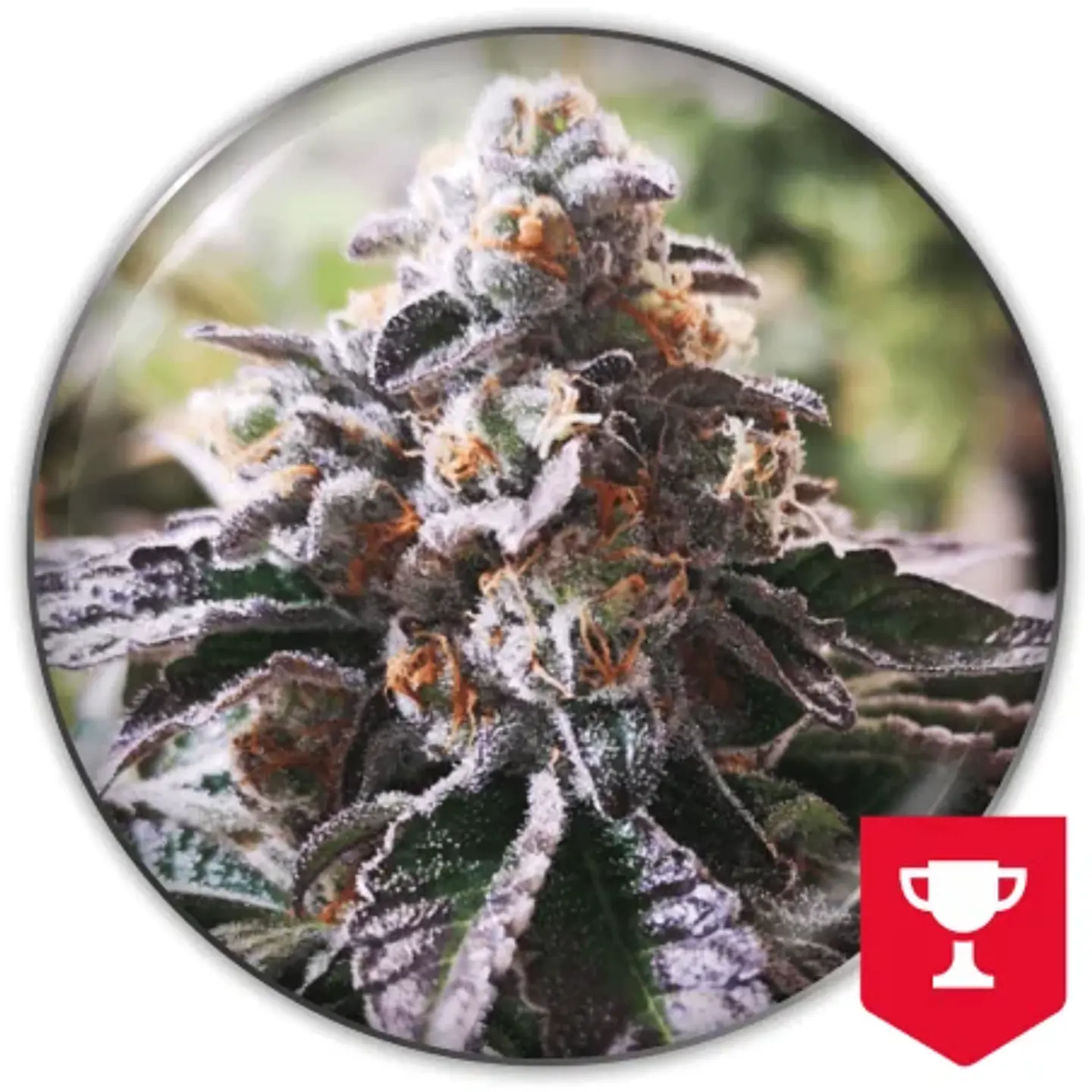 Cookies Purple Punch Fem X3-Medical Seeds 1