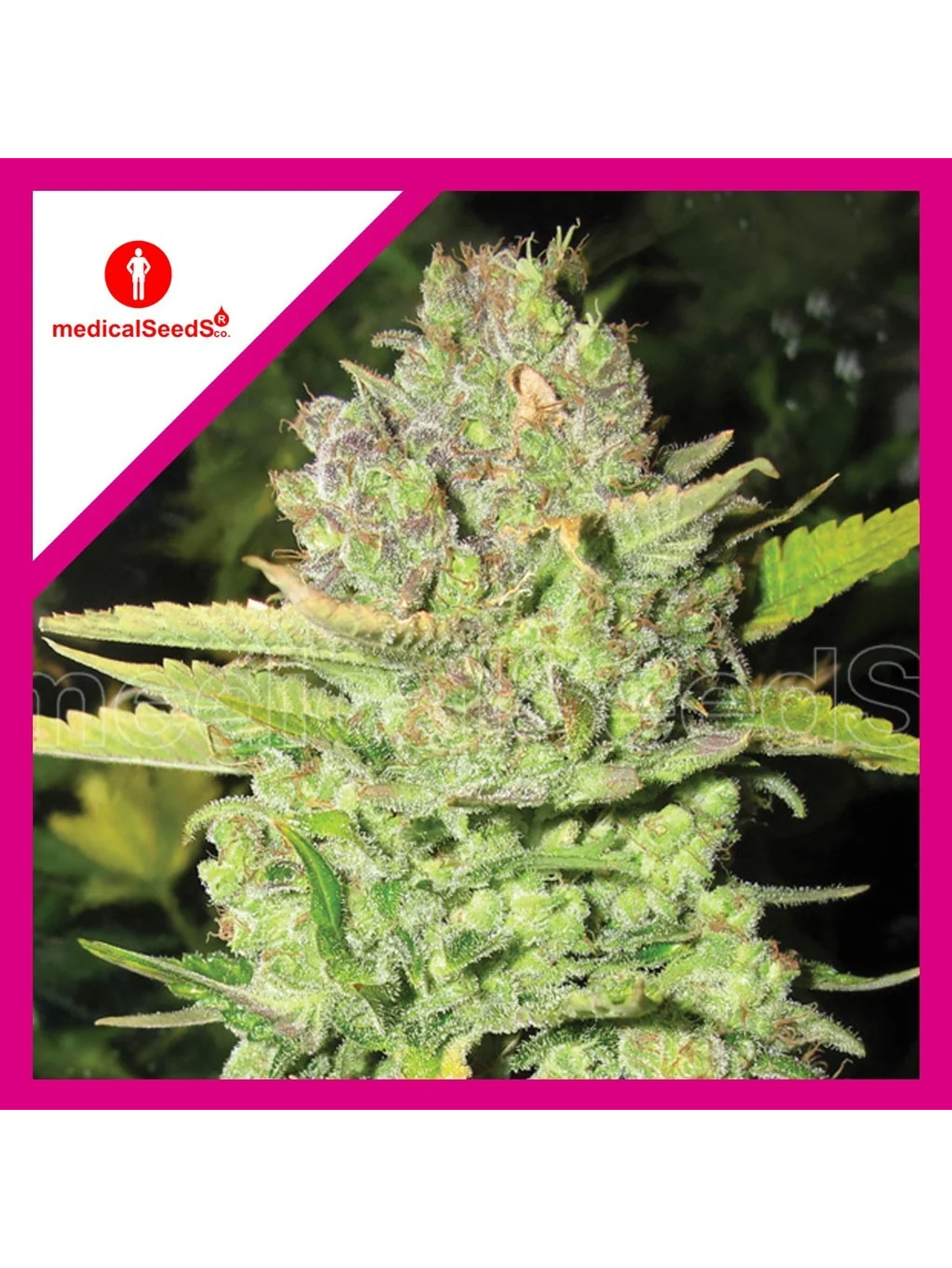 Devil Fruit Fem X3+2-Medical Seeds 1