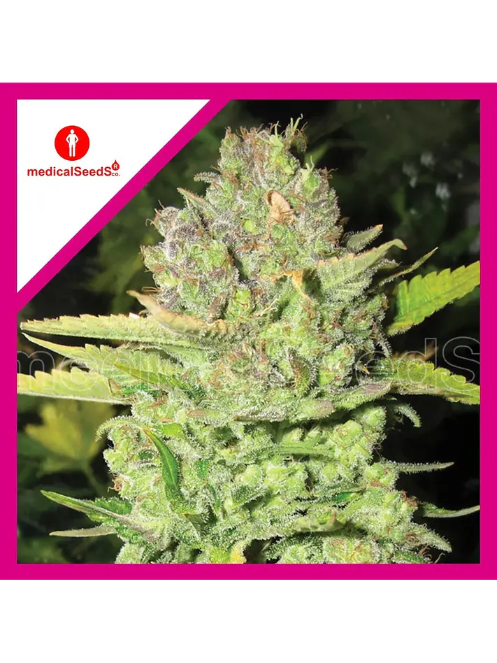 Devil Fruit Fem X3+2-Medical Seeds 1