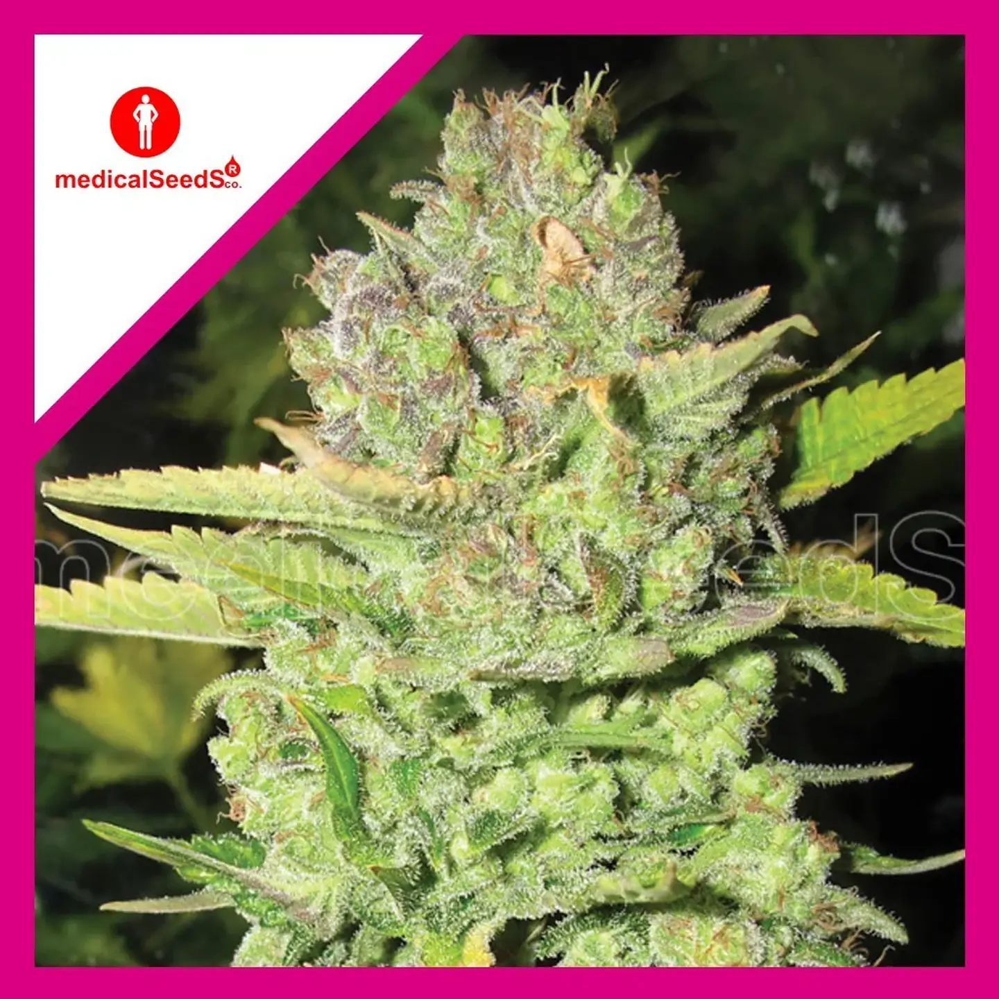 Devil Fruit Fem X3+2-Medical Seeds 1