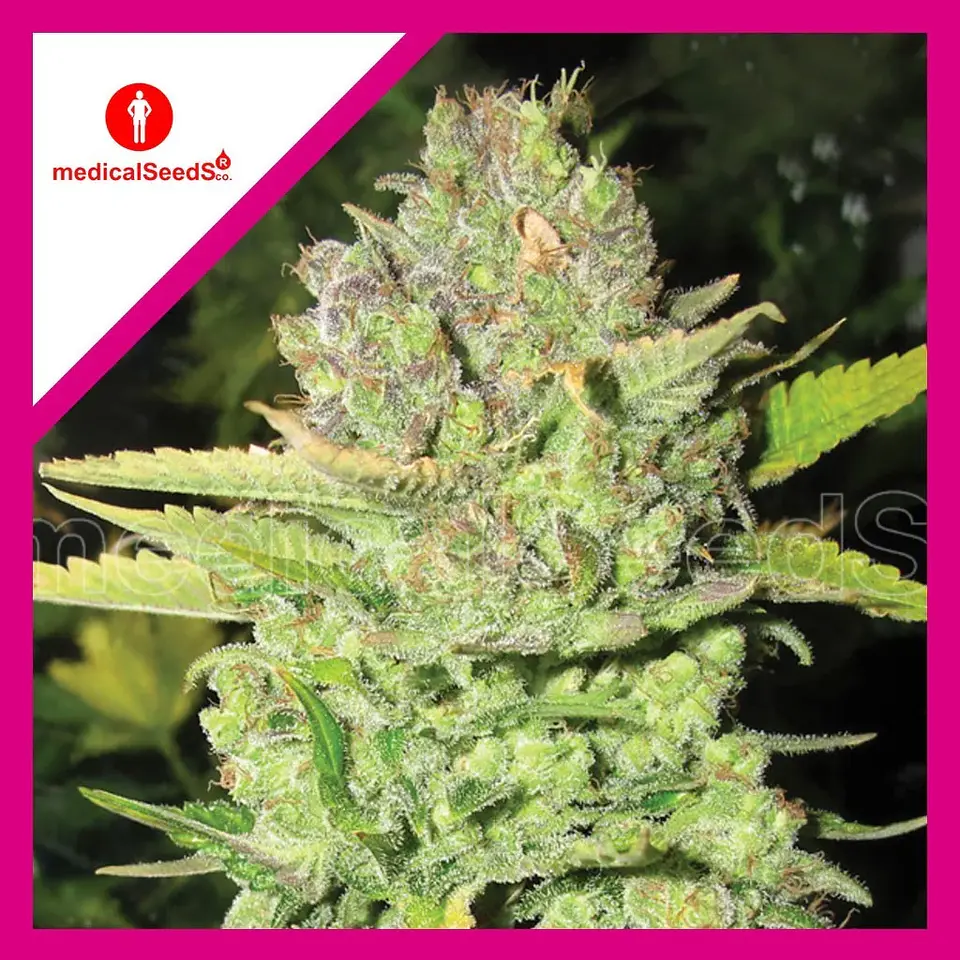 Devil Fruit Fem X3+2-Medical Seeds 1