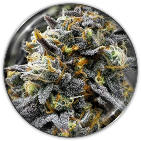 Donuts Fem X3-Medical Seeds 1