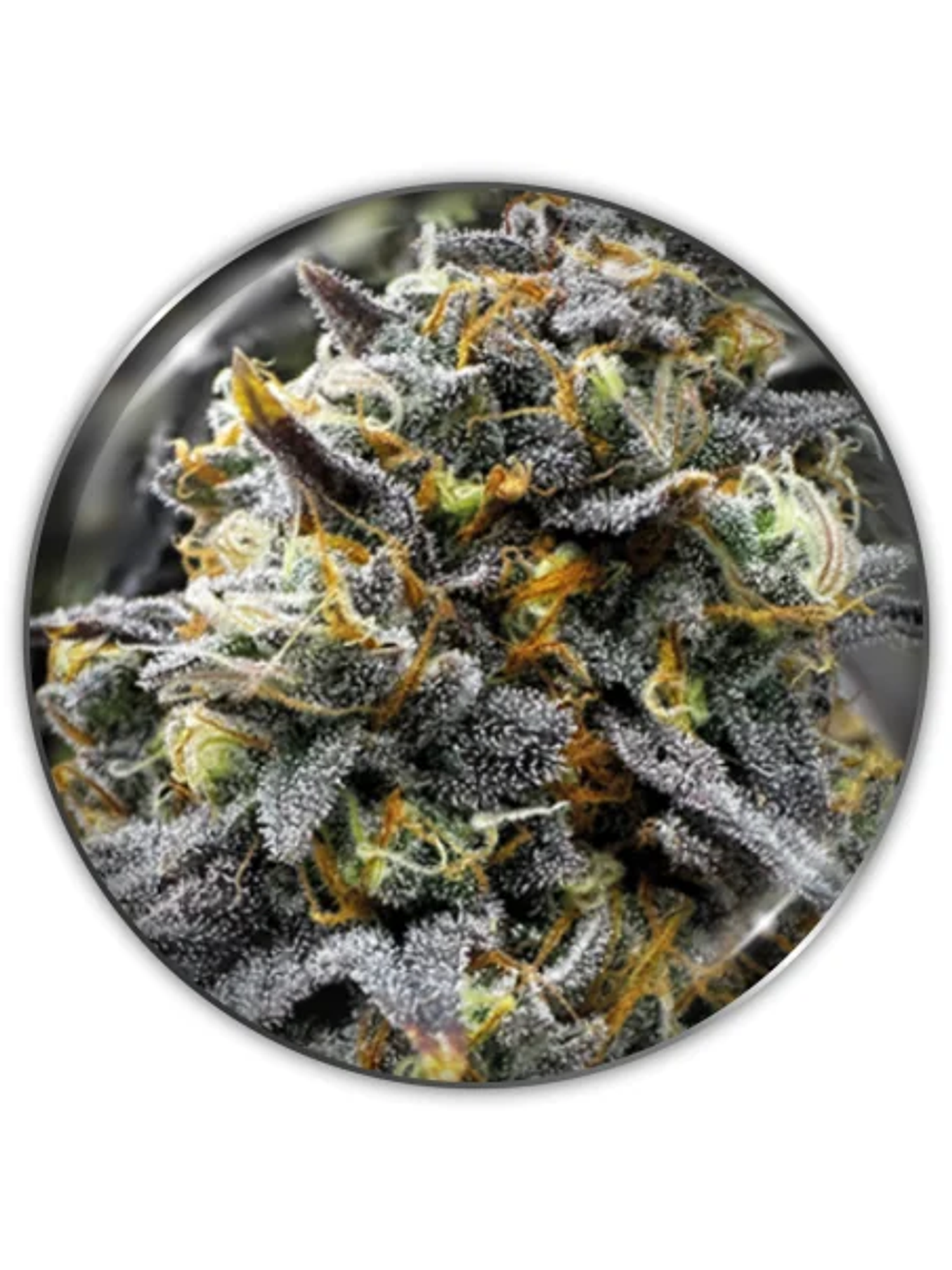 Donuts Fem X3-Medical Seeds 1