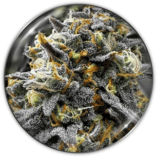 DONUTS FEM X3-MEDICAL SEEDS