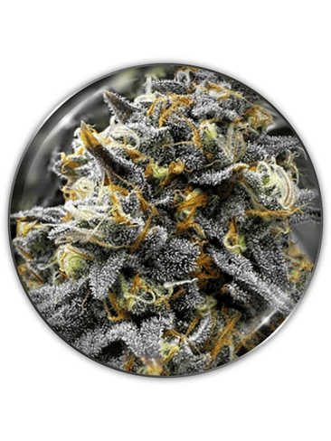 DONUTS FEM X3-MEDICAL SEEDS 1