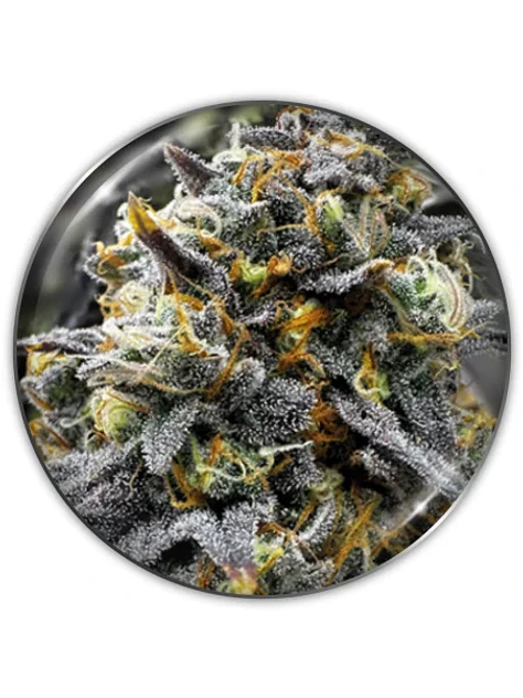 Donuts Fem X3-Medical Seeds 1