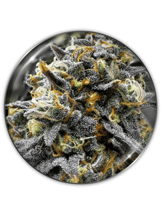 DONUTS FEM X3-MEDICAL SEEDS 1