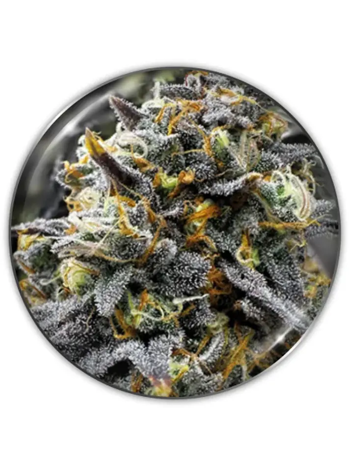 Donuts Fem X3-Medical Seeds 1