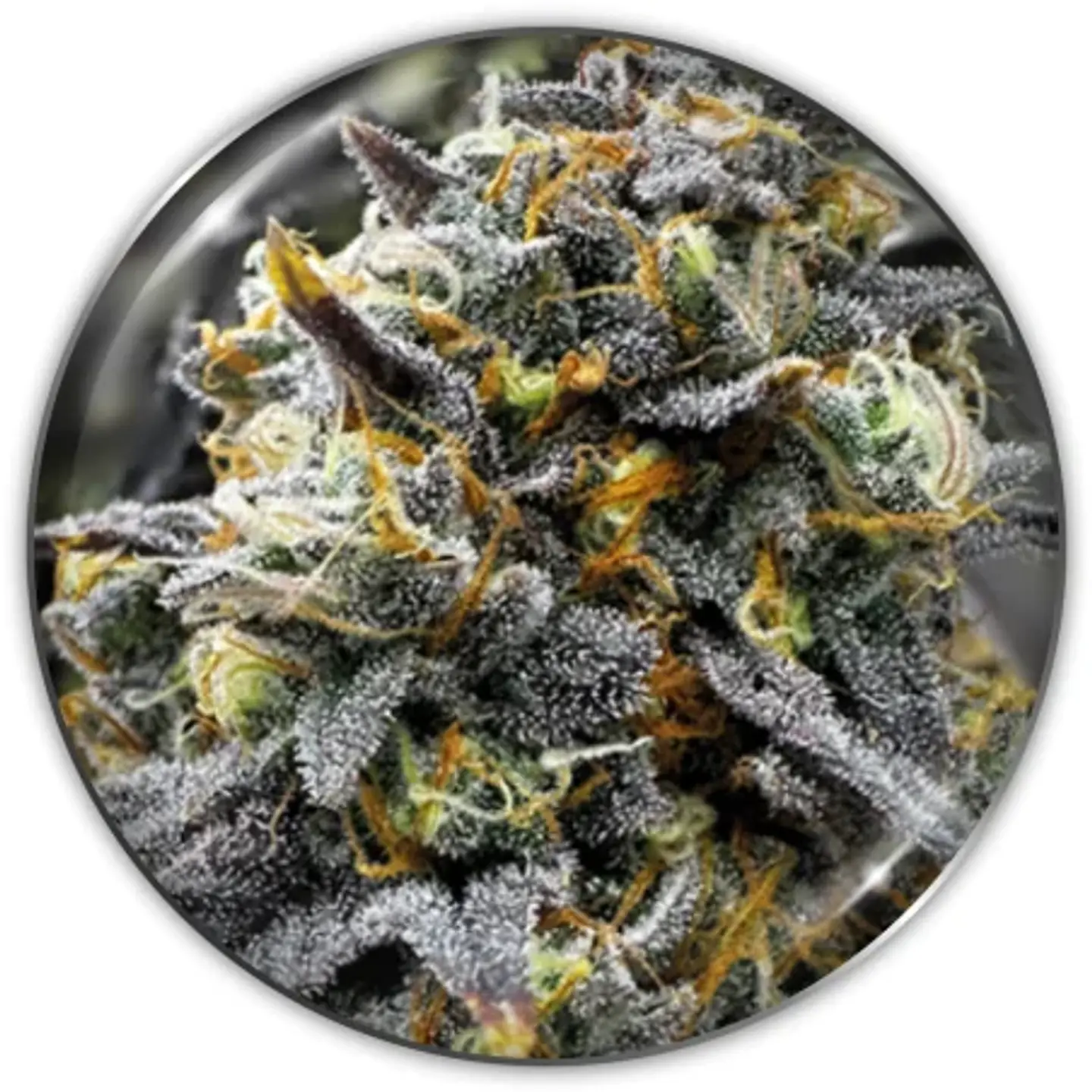 Donuts Fem X3-Medical Seeds 1