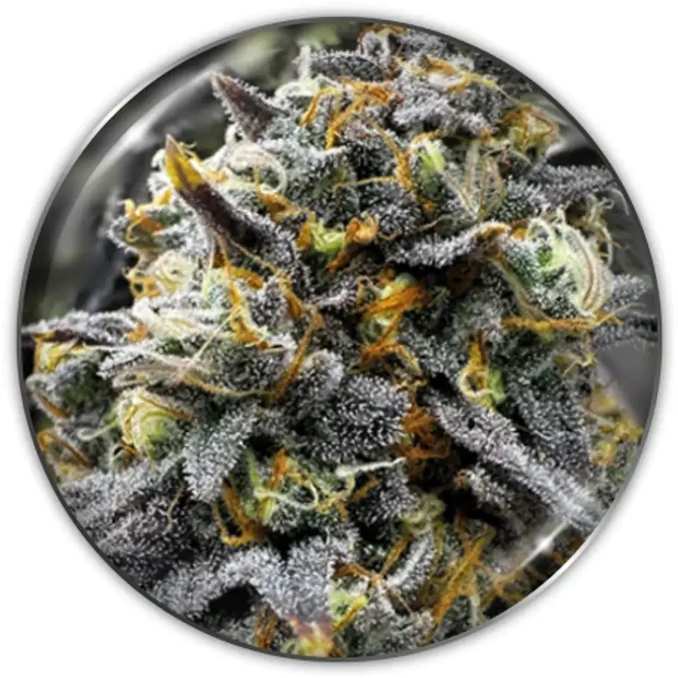 Donuts Fem X3-Medical Seeds 1