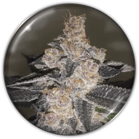 Gelato 242 Fem X3-Medical Seeds 1
