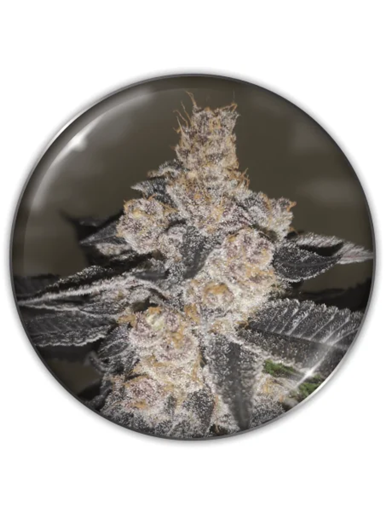 Gelato 242 Fem X3-Medical Seeds 1