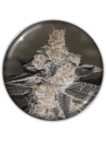 GELATO 242 FEM X3-MEDICAL SEEDS 1