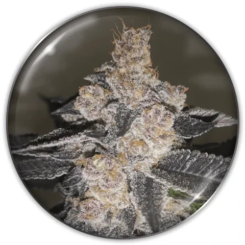 Gelato 242 Fem X3-Medical Seeds