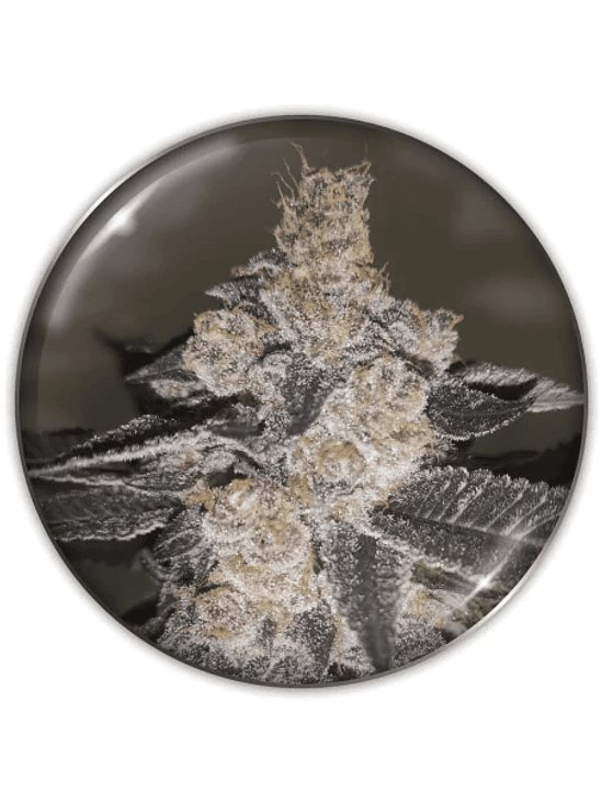 GELATO 242 FEM X3-MEDICAL SEEDS 1