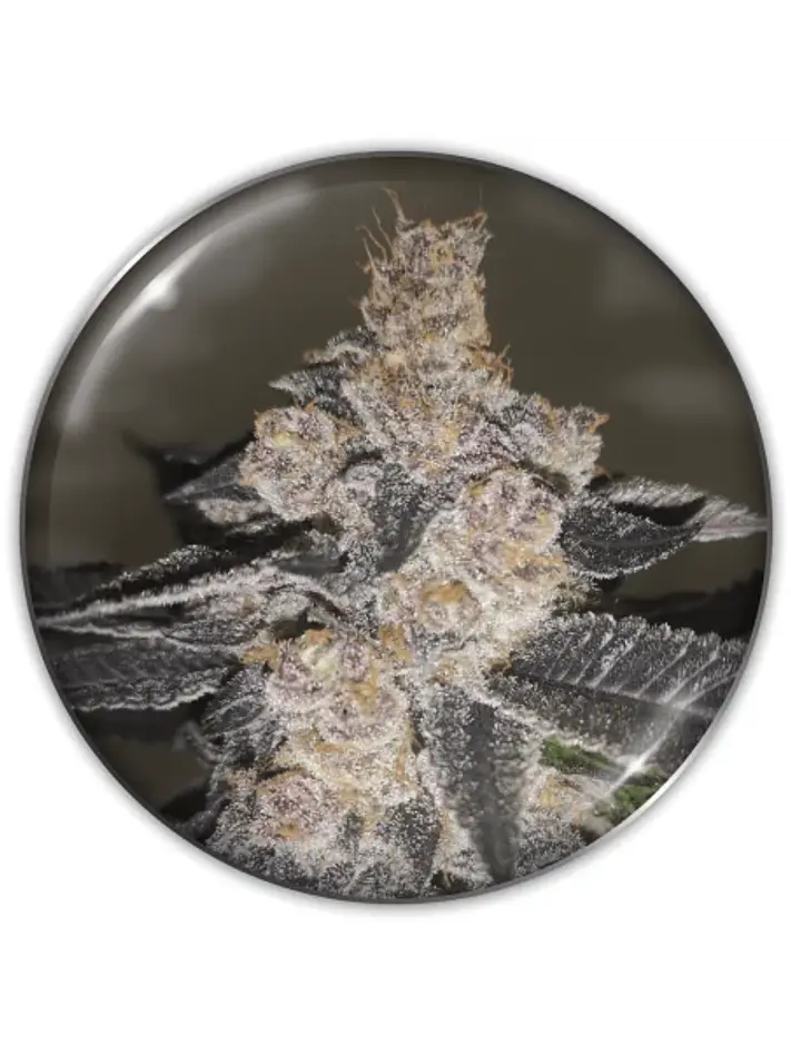 Gelato 242 Fem X3-Medical Seeds 1
