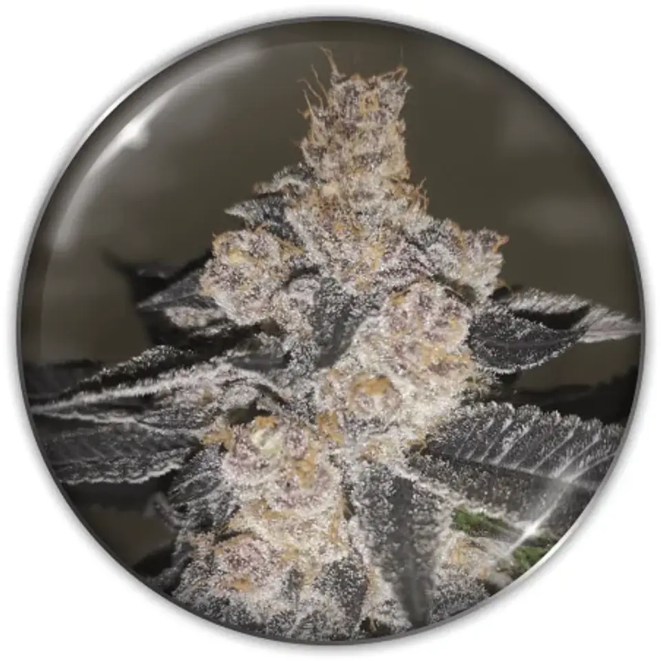 Gelato 242 Fem X3-Medical Seeds 1