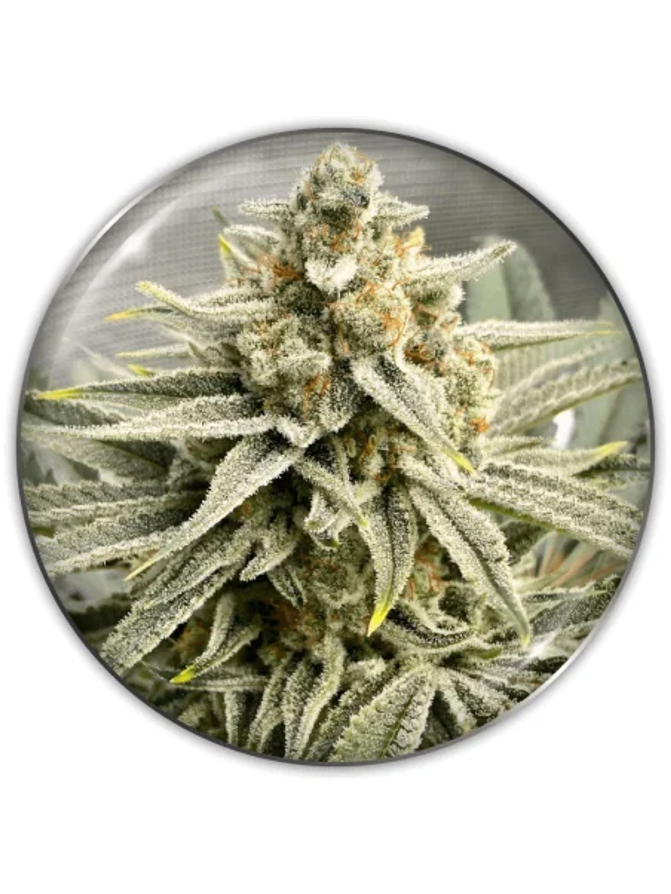 Grape Fuel Fem X3-Medical Seeds 1