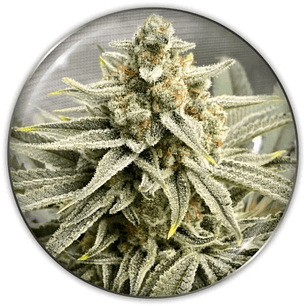 GRAPE FUEL FEM X3-MEDICAL SEEDS