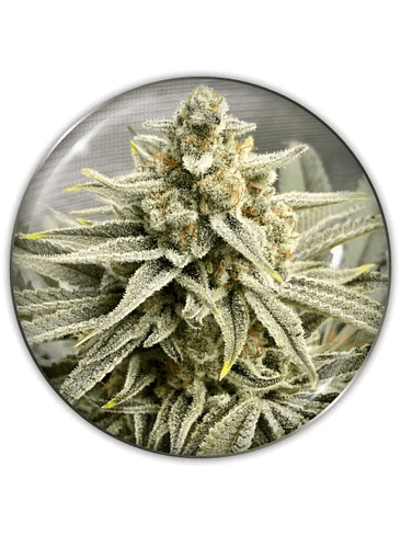 GRAPE FUEL FEM X3-MEDICAL SEEDS 1