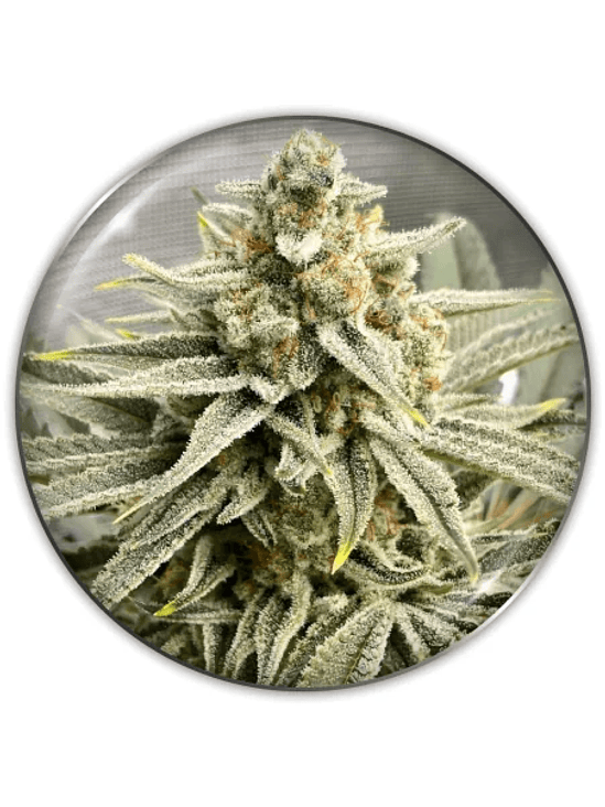 GRAPE FUEL FEM X3-MEDICAL SEEDS 1
