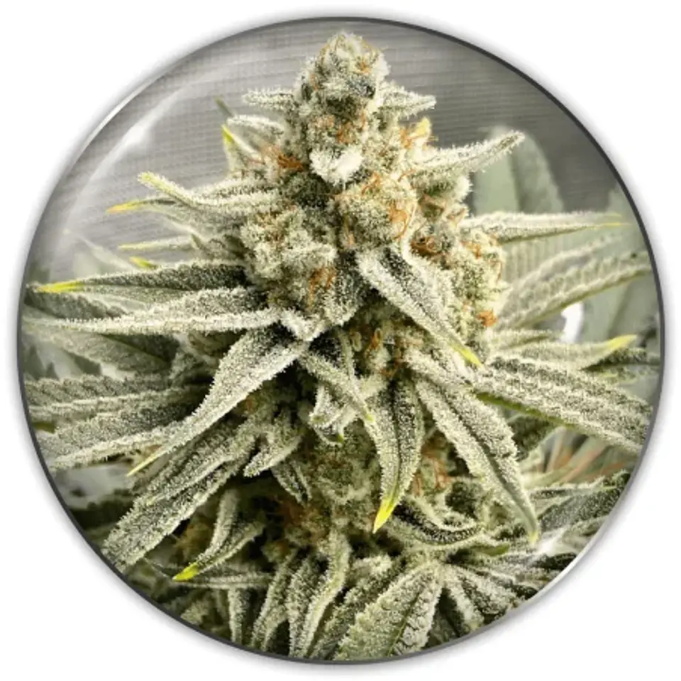 Grape Fuel Fem X3-Medical Seeds 1