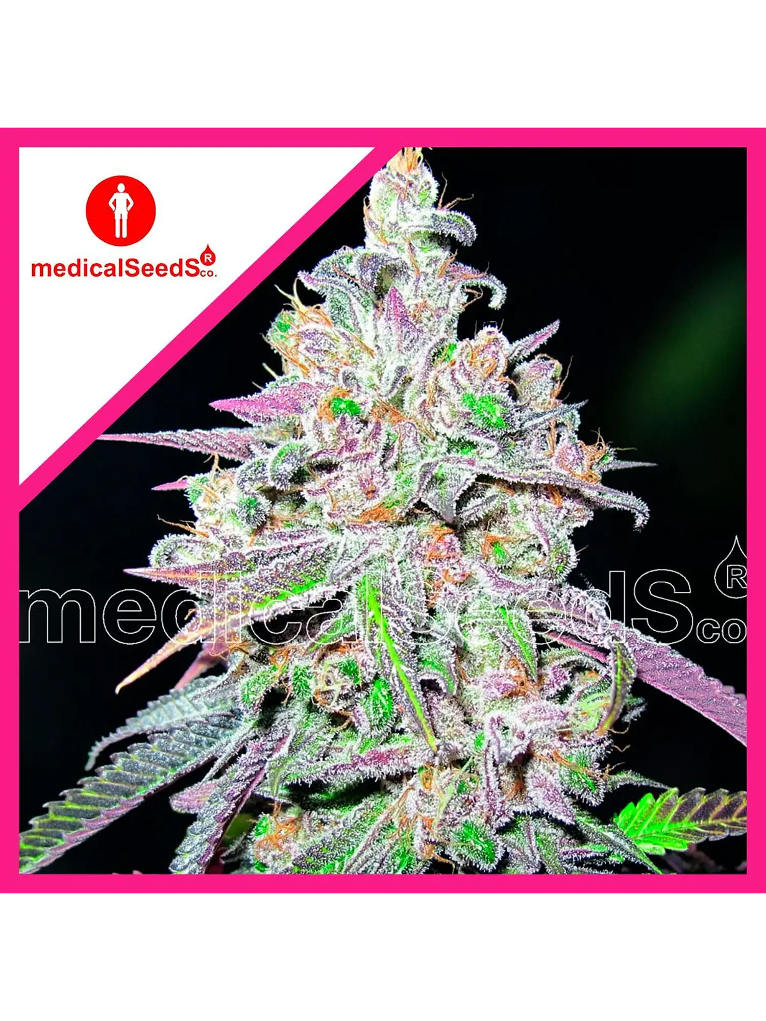Mendocino Chanel Kush Fem X3+2-Medical Seeds 1